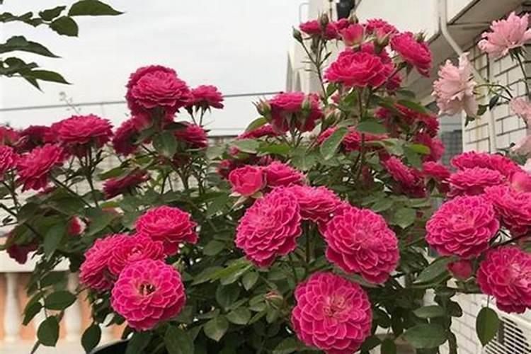 钙肥和硼肥能一起用吗