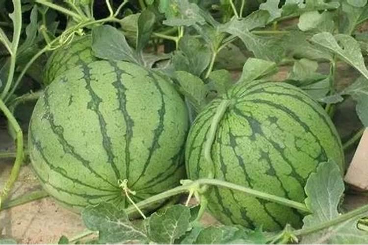 氮肥超标对西瓜危害是什么
