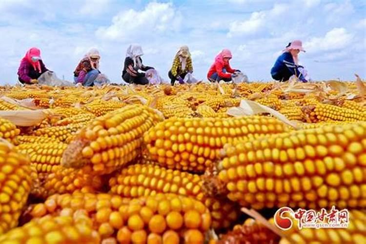 玉米追什么化肥好