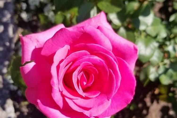 月季施什么肥开花最好