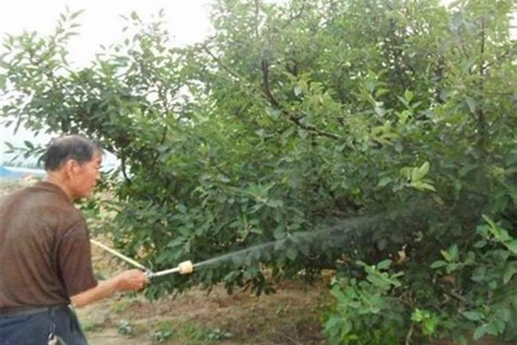 菠萝蜜的种植方法