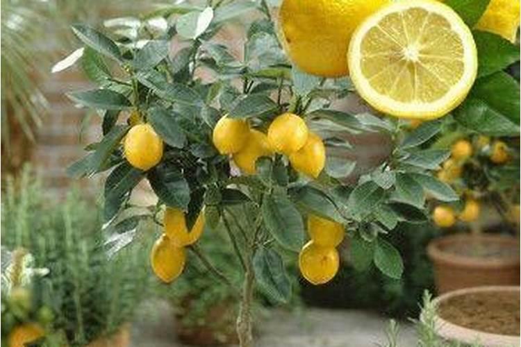 香水柠檬种植注意事项
