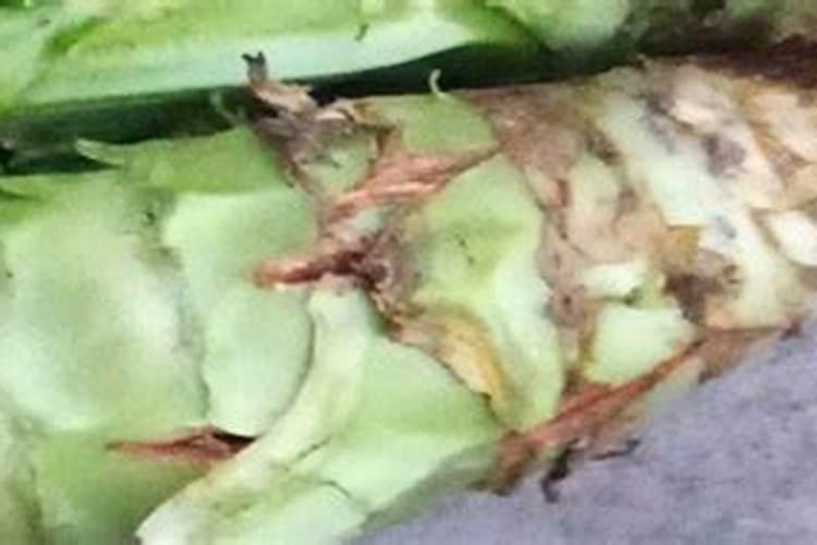 莴笋能用尿素肥吗 莴笋叶面肥用法用量