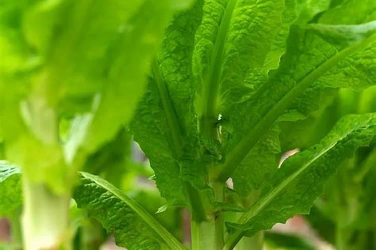 怎么避免莴笋空心