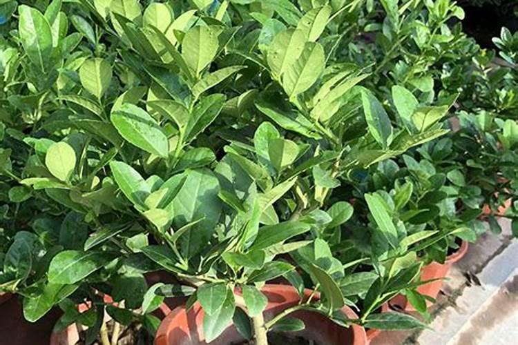 如何种植香水柠檬相关种植方法