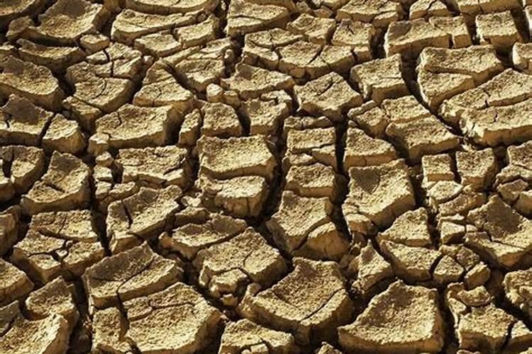 种植番茄的时候,有哪些表现说明番茄缺磷？