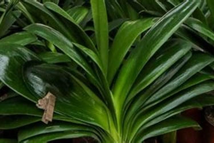 君子兰怎样浇水施肥