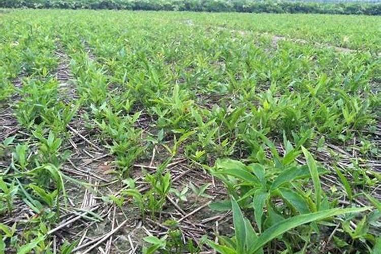 多肉植物需要什么肥料