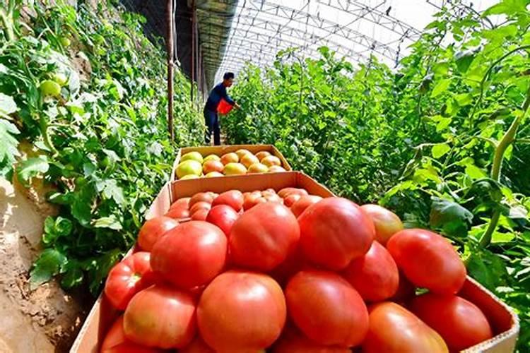 肥料现在的价格