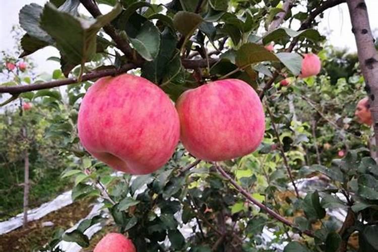 如何识别真假化肥