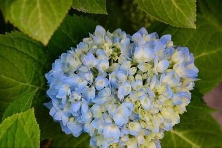 无尽夏花期可以施肥吗