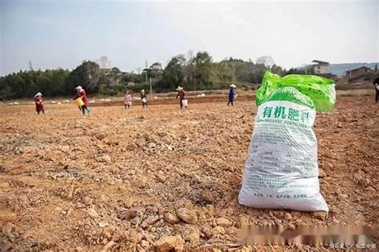 发财树最怕什么水浇