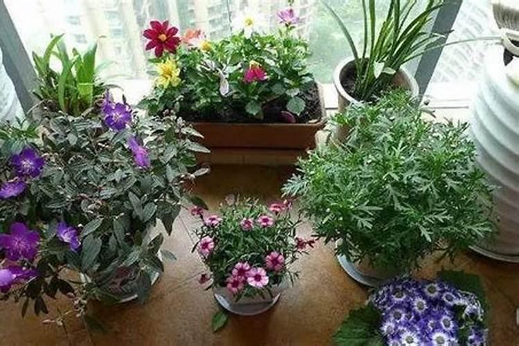 西瓜苗期怎样管理能促进花芽分化？