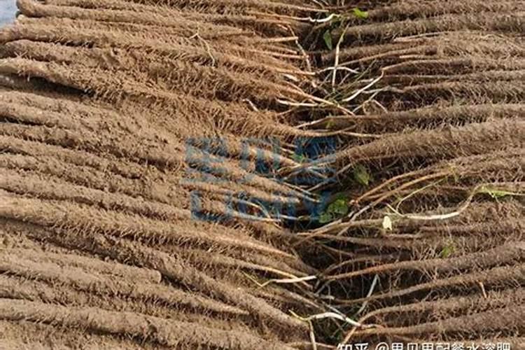 芋头用什么肥料最好？