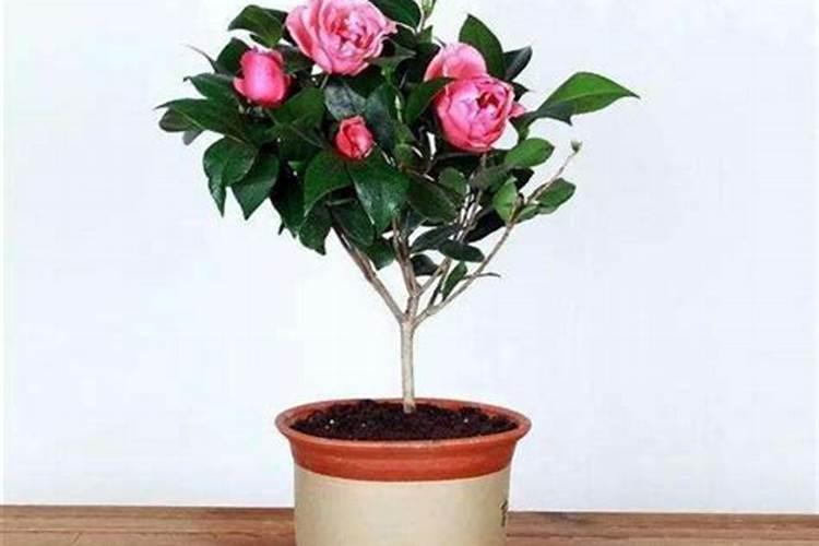 茶花换盆后什么时候施肥最好,茶花换盆之后多久施肥施什么肥