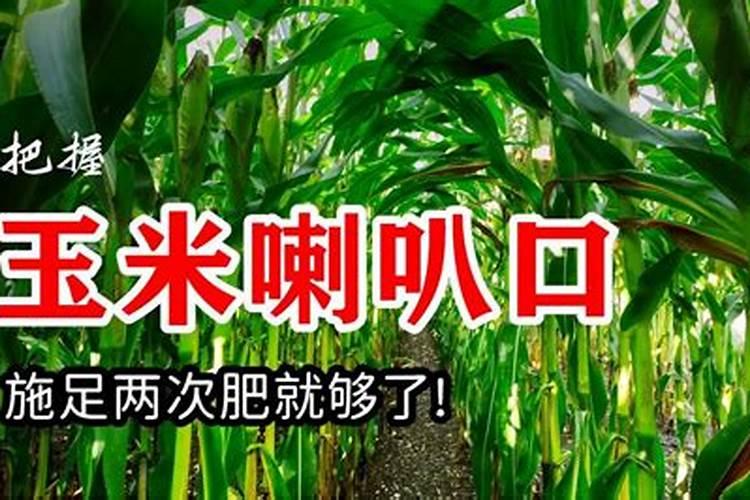 玉米什么时间施肥 是需肥的高峰期