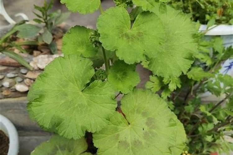 拿什么浇花叶子比较绿这几种常见的肥料最好用