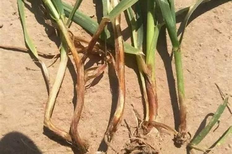 种小麦用什么肥料做底肥最好