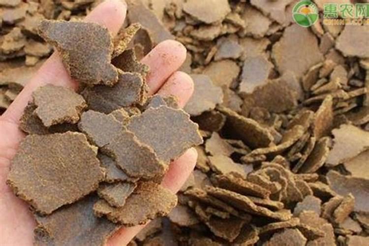 菜籽饼渣可以直接放在花盆下面当做肥料用吗