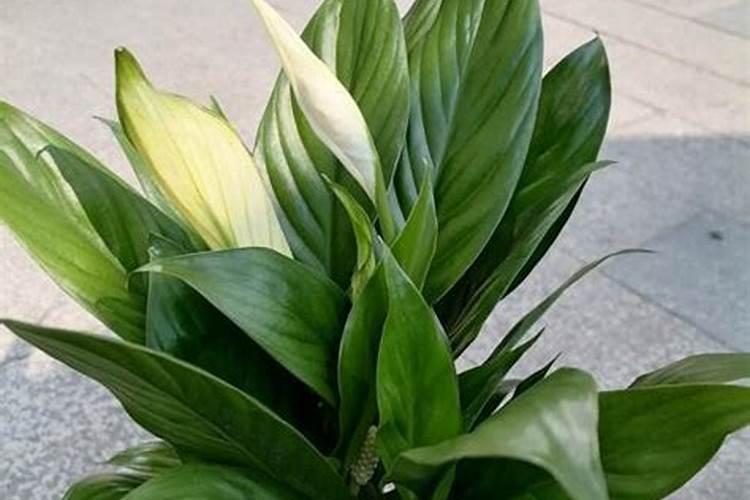 氮肥可用哪些花