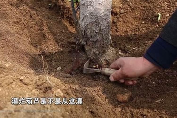 30斤鱼蛋白灌根最佳方法