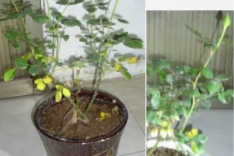 酸奶和水能一起喝吗