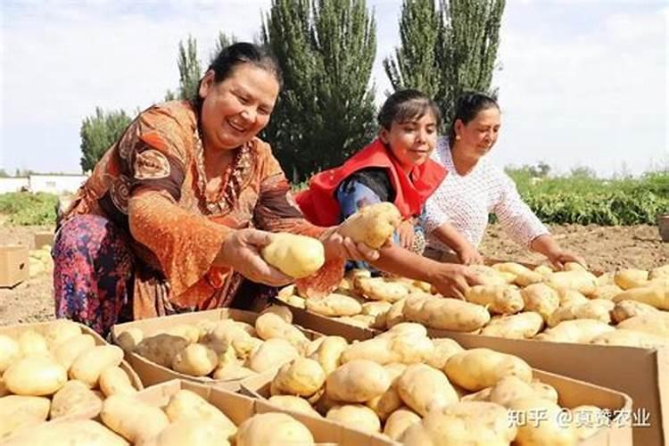 辣椒果树施肥方法及时间 辣椒怎么施肥