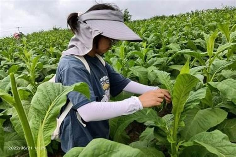 己唑醇可以和高钾水溶肥一起打烤烟吗