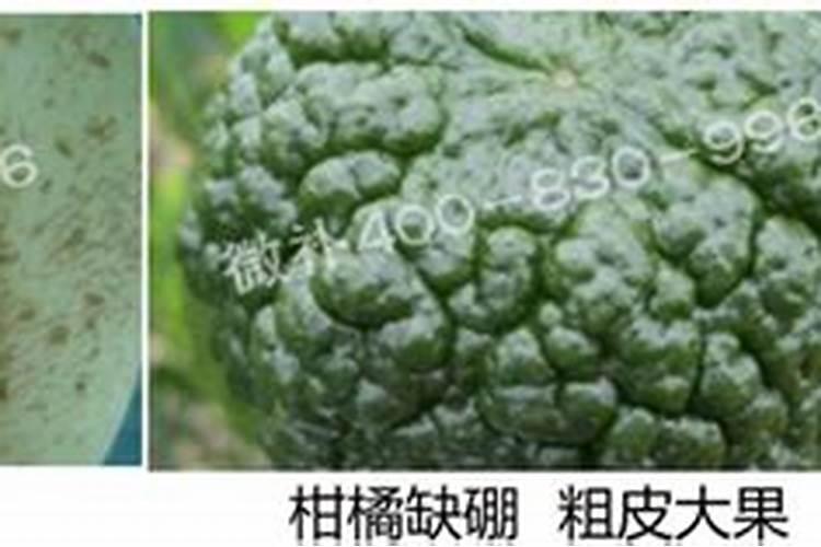 如何确定葡萄的施肥量