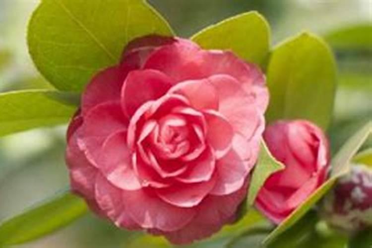 新栽茶花多久才施肥 新种茶花需要多久施肥