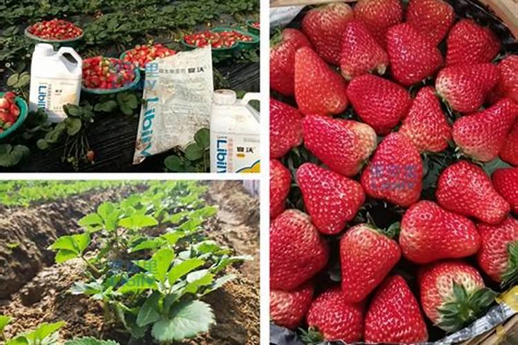 草莓缺钙冲施什么肥料