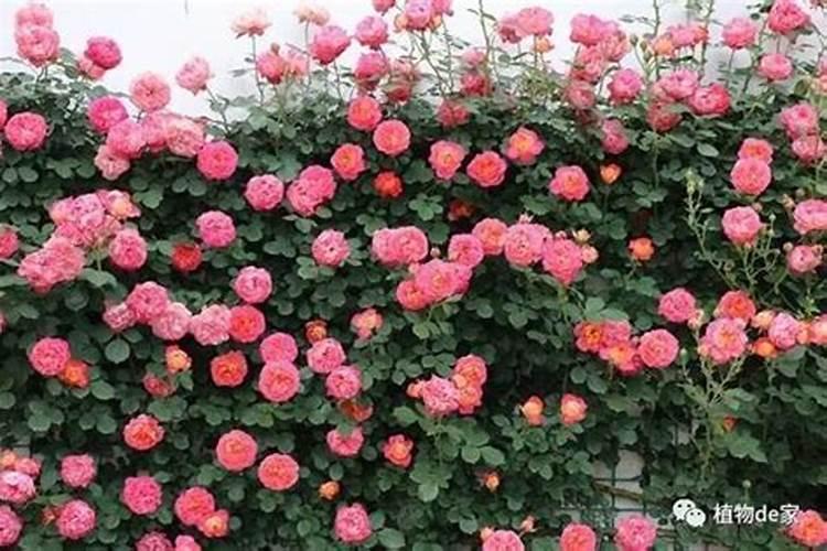 养花用矿原黄腐酸钾比例多少最好