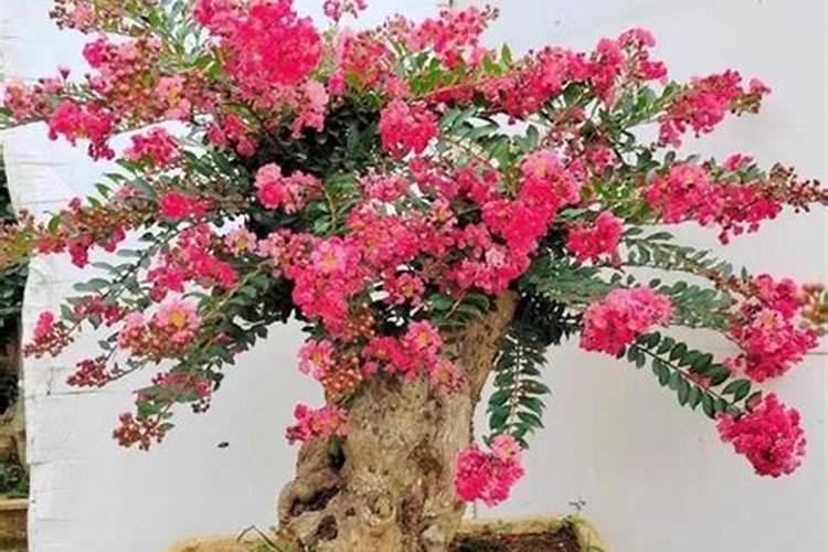 紫薇结过种子还开不开花？