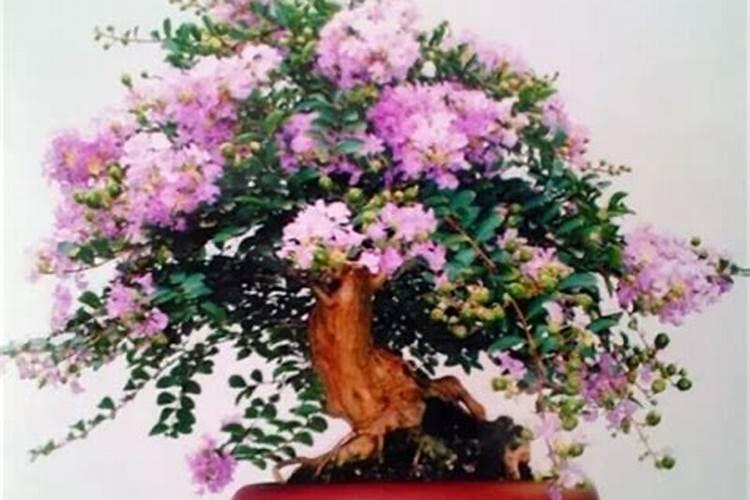 紫薇结过种子还开不开花？