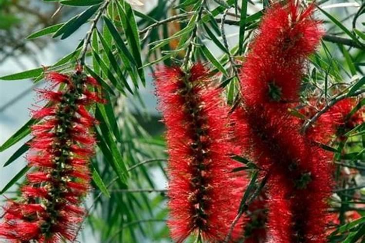 茴香如何施肥 茴香施肥时间和方法