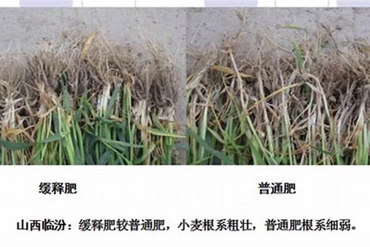 甜瓜授粉15天后冲平衡肥还是高钾肥好？