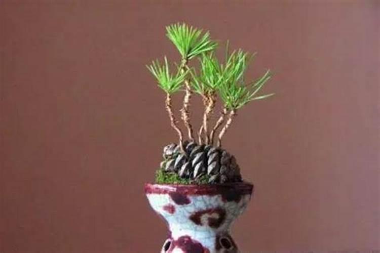 松针怎样发酵做成花肥(弄来松针怎样弄成养花肥营养土)