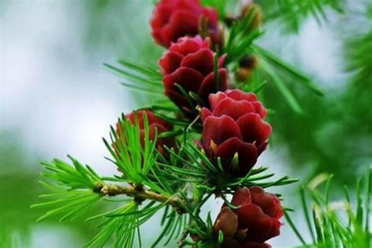 春天翻盆,捡来6种“废物”扔盆底,5年不烂根,养啥花都爆盆!