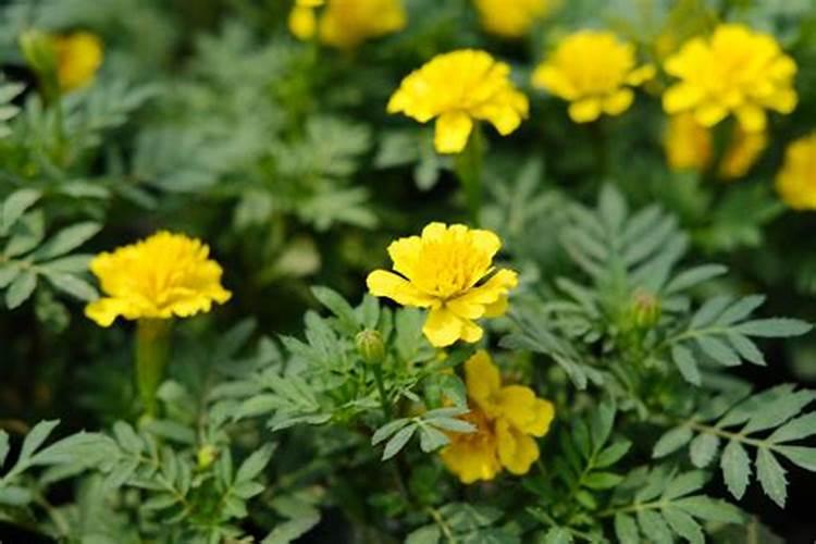 孔雀草怎么种雀巢怎么孔雀草孔雀草怎么种