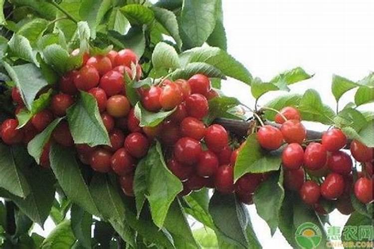 樱桃幼树期施肥应注意哪些问题？