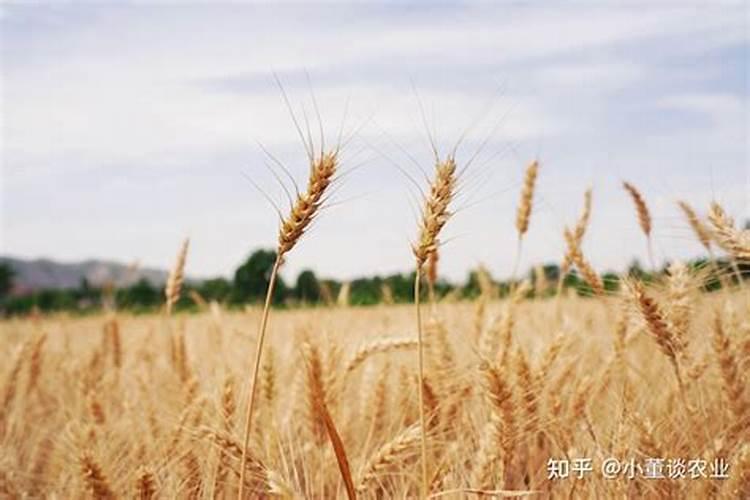 我想问一下四月上旬小麦还能追肥吗？