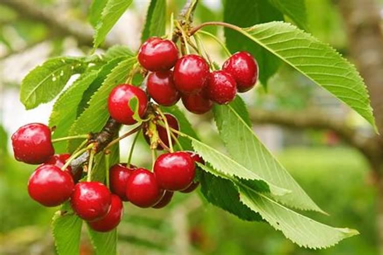 大棚樱桃什么时候冲高钾肥？