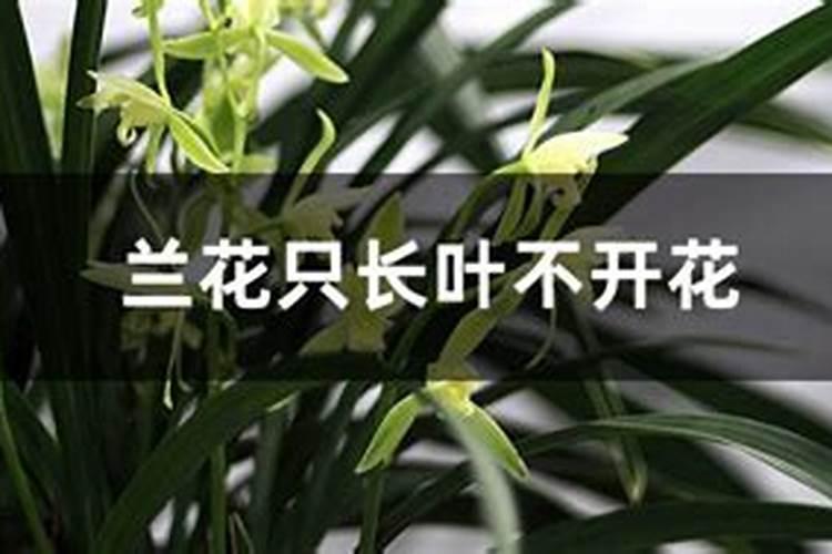 求教为何不开花只长叶子