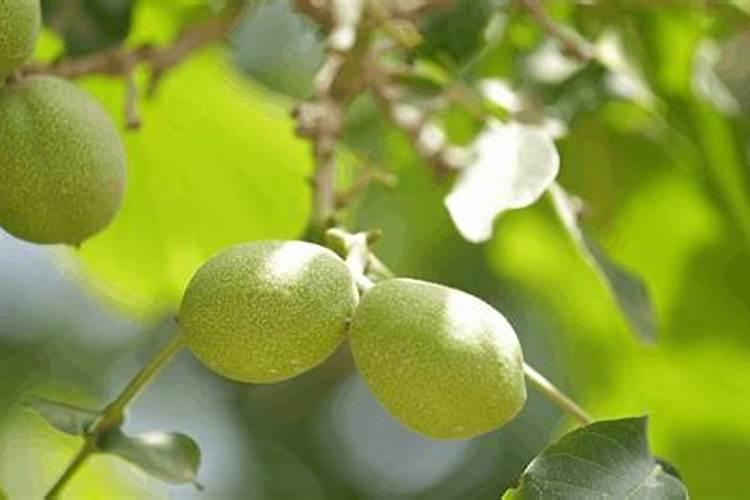 这核桃树是病了吗