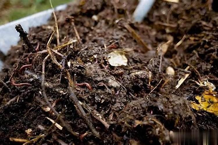 秋播前这样施底肥,蔬菜长得好、生虫少!