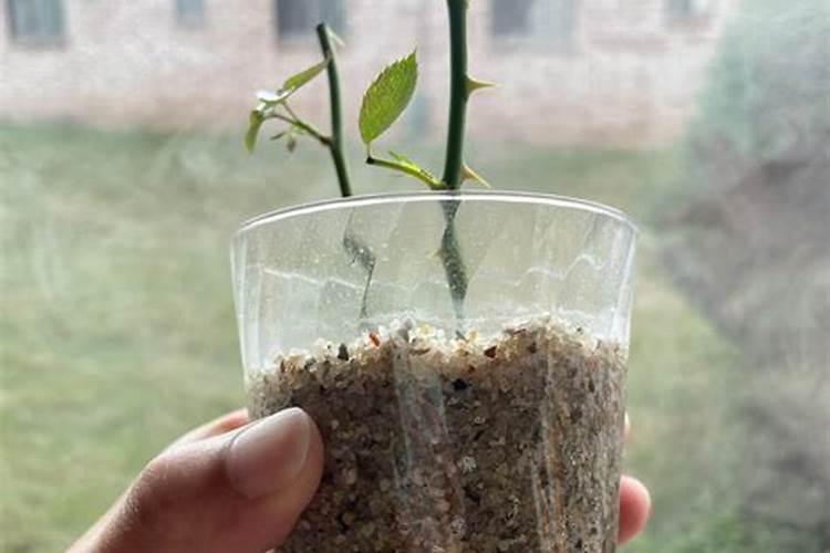 尿素可以浇月季花吗