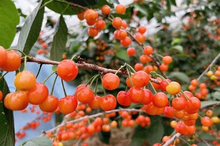 樱桃幼果期高钾肥上多了会导致什么后果？