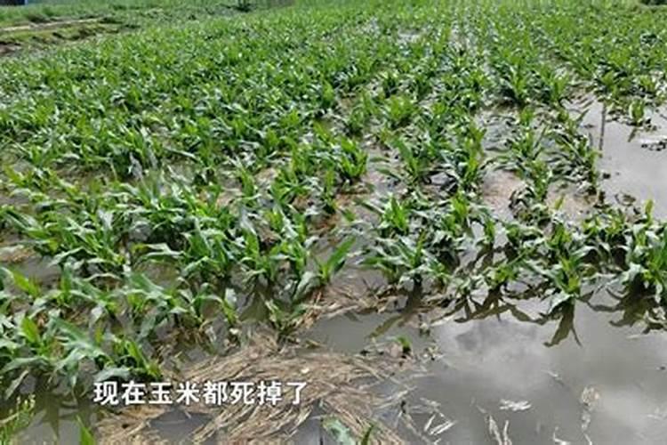 在夏季用什样的育菜苗方法最好