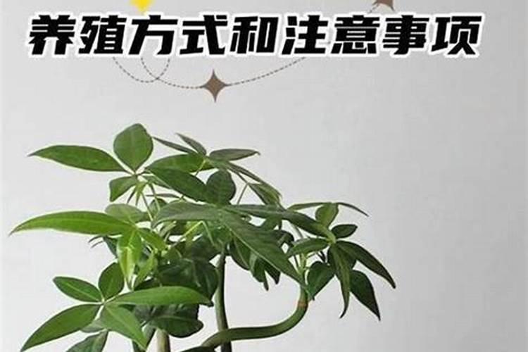 发财树如何施肥