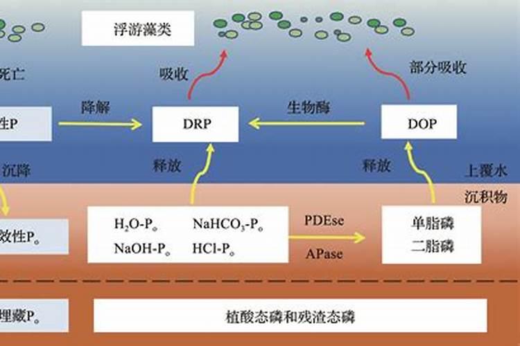什么是水溶性磷肥？